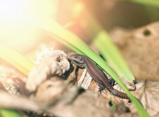 Photo of a funny little lizard