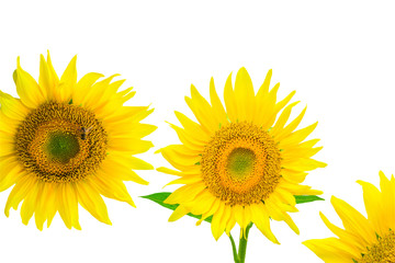 Naklejka premium Sunflower isolated on white background with clipping path by Macro lens .