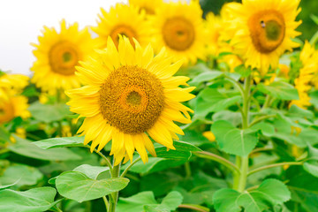 Sunflowers field  blooming  on white background in the garden at sunny summer or spring day in Yamanashi Prefecture, Japan .