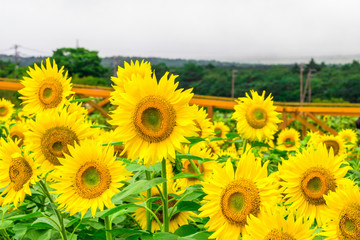 Fototapeta premium Sunflowers field blooming in the garden at sunny summer or spring day in Yamanashi Prefecture, Japan .