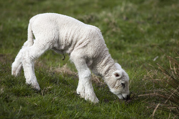 Fototapeta premium lamb on a green grass meadow - Happy Easter -
