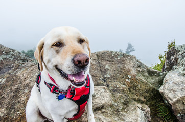 Adventure Dog