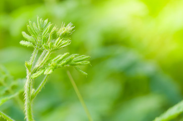 field of green plant and sun in morning
