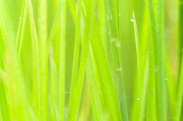 blurry field of grass and sun in morning,water drop on grass