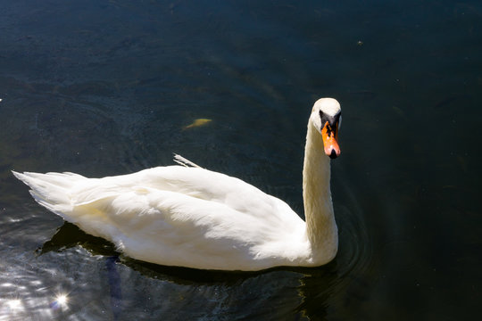 White swan floating on the lake