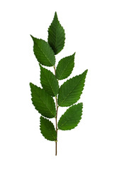 Naklejka na ściany i meble Small twig with green leaves