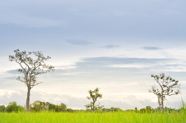 Obraz premium field of grass and tree with sun in morning