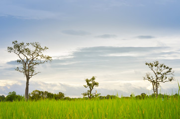 Obraz premium field of grass and tree with sun in morning