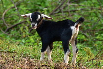Goat kid