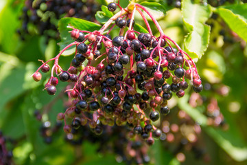 Black elderberry fruits(Sambucus nigra) close-up