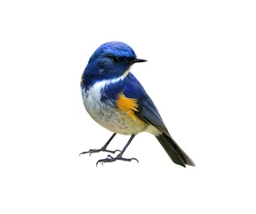 Tuinposter Himalaya Bluetail of Red-flanked, Orange-flanked bush-robin (Tarsiger rufilatus) mooie blauwe vogel met gele markering op zijn vleugels geïsoleerd op een witte achtergrond, gefascineerd natuur © prin79