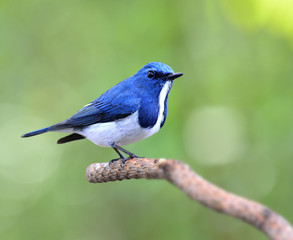 Ultramarine or white-browed blue flycatcher (Ficedula superciliaris), beautiful bright blue bird perching on pine branch with nice green background