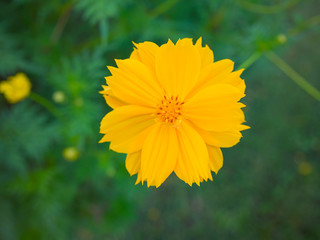 Close-up ,Yellow Cosmos flower.