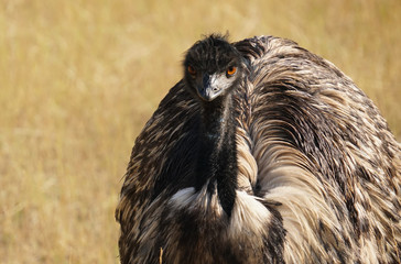 Close Up of an Emu