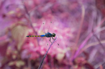 Blue dragonfly art of fantasy, The blue dragonfly is on a dry branch with a pink background blurred. Animal fantasy concept.