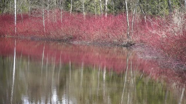Cornus sanguinea, the common dogwood on the bank of a pond in the early spring