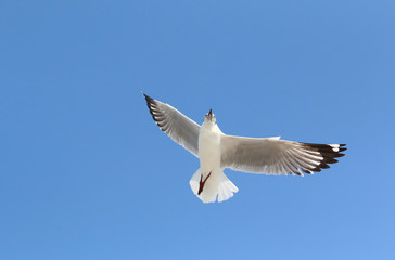 Obraz premium Seagull flying in the blue sky.