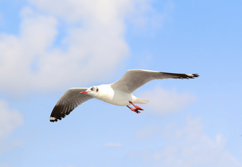 Seagull flying in the blue sky.