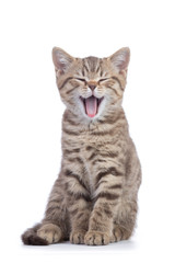 Small cat kitten with open mouth yawning. Studio shot.