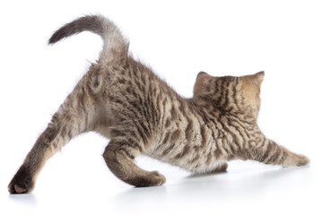Cute cat tabby kitten stretching isolated on white background