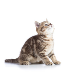 Cute scottish shorthair kitten cat looks up isolated