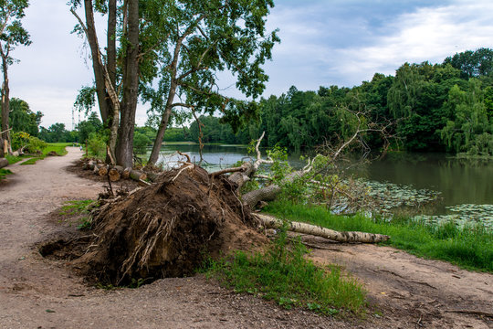 Fallen trees, consequences of a hurricane in city park