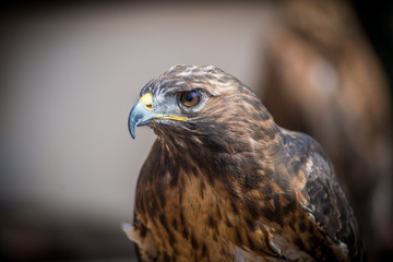 Aves de Presa, planos cortos de rapaces