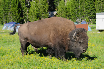 Bison grazing in Yellowstone