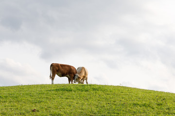 Cows eating on hill and cuddling