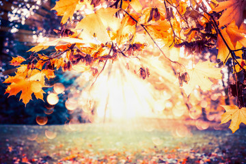 Autumn background with fall foliage and sunbeam at park or garden lawn