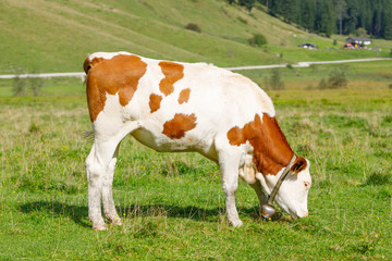 Fototapeta na wymiar Cow with bell eating on meadow in bavarian alps