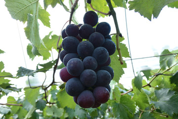 ぶどう
