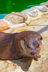 River otter Close-up