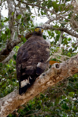 Crested serpent eagle in Yala Park, Sri Lanka