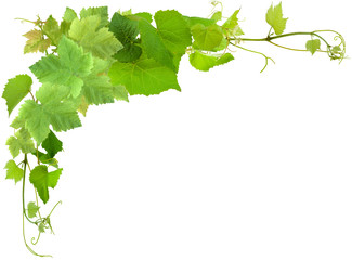 cadre de feuilles de vigne, fond blanc