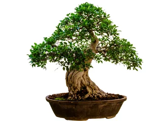 Foto op Plexiglas banyan tree bonsai © naytoong