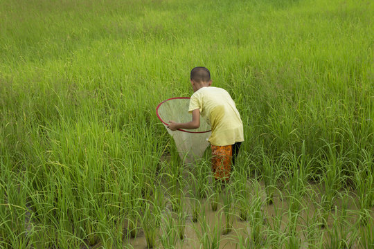 Rural children go to the fields and fish in the rice paddies.