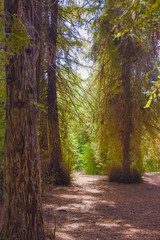 Obraz premium forest sunset