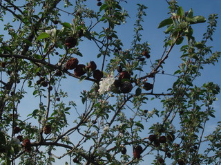 Crabapple Blossoms Amidst Rotten Apples on Tree