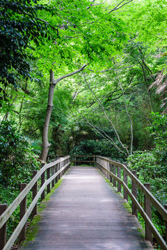 柿田川公園の遊歩道 © T-Kai