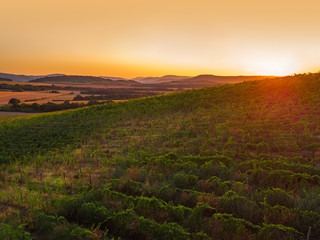 Naklejka na ściany i meble Beautiful Sunset over vineyard fields in Europe