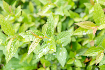 Drops of water on a leaves after rain. Natural Background.