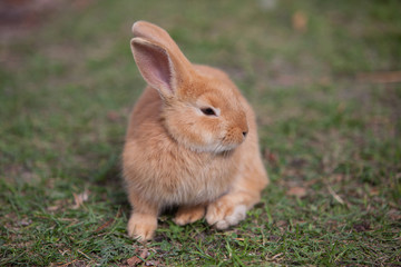 Rabbit