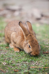 Rabbit
