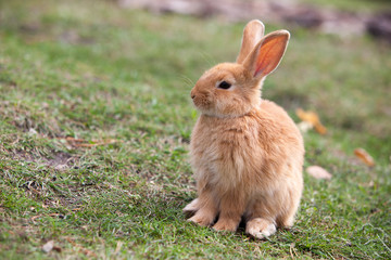 Rabbit