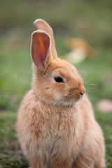 Rabbit