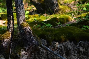 Fototapeta na wymiar Green moss in the picturesque and fabulous old mountain forest