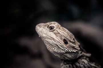 lizard's head