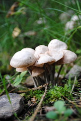 viele kleine weisse Pilze