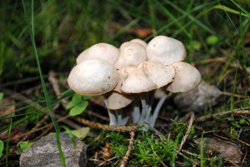 viele kleine weisse Pilze